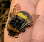 Bumblebee (4) v.webp