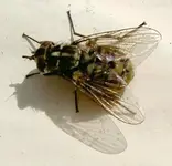Fliege a v.webp