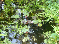 gartenteich 0609.webp