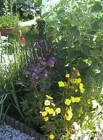 garten1.webp