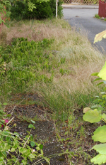 Seitenstreifen-verwilder-2.webp