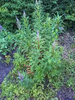 16-06-09_1735-Rosa1.webp