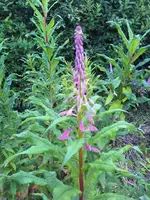 16-06-09_1735-Rosa2.webp