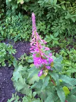 16-06-09_1735-Rosa3.webp