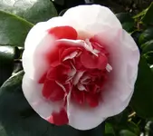 P1030411.webp