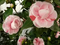 P1030416.webp