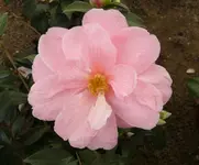 P1030420.webp