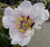 P1030424.webp