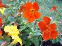 IMG00108 (2).webp