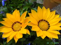 PICT2904.webp