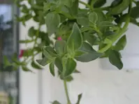 unbekannte2.webp