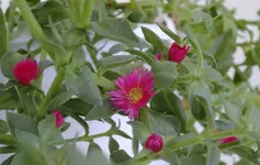 unbekannte3.webp
