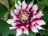 CIMG27621.webp