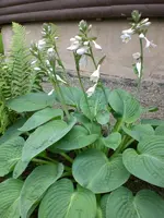 Garten Juli2 008.webp