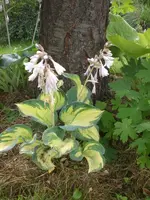 Garten Juli2 014.webp