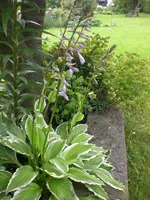 Garten Juli2 016.webp