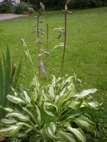 Garten Juli2 017.webp