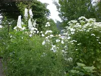 Garten Juli2 001.webp