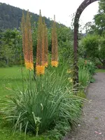 Garten Juli2 002.webp