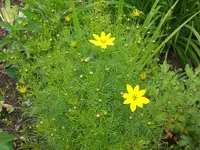 Garten Juli2 004.webp