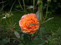 Garten Juli2 005.webp