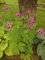 Garten Juli2 012.webp