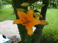 Garten Juli2 015.webp