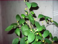 24.06.2009 002.webp
