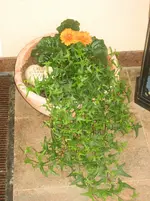 IMG_0346.webp