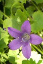 2009-06-13blaueGlockenblume.webp