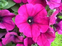 Petunie.webp