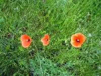3BltenMohn.webp