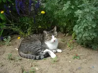 Anton.webp
