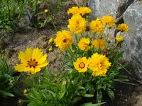 gef. Maedchenauge.webp