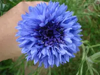 Kornblume.webp