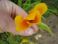 Mohn.webp