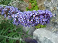 Schmetterlingsflieder.webp