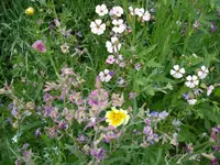 Sommerblumenmischung.webp