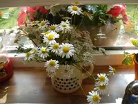 von Toechting.webp