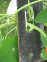 garten 09 002.webp
