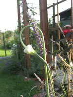 garten 09 003.webp