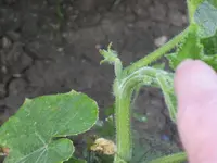 garten 09 007.webp
