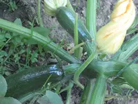 garten 09 008.webp
