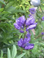 garten 09 020.webp