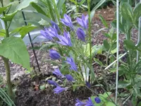 garten 09 021.webp