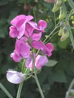 garten 09 022.webp