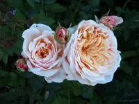 S4300001-2.webp