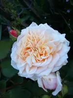 S4300004-1.webp