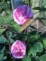 S4300027.webp