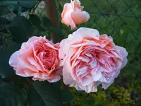 S4300015-2.webp